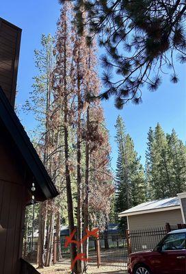 Dead lodgepole to remove.