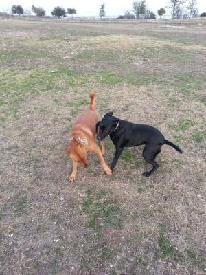 A great place to play! If other dogs are around.