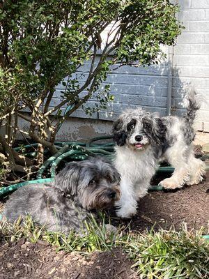 Our new pup is the gray and white Cavapoo with his big sister