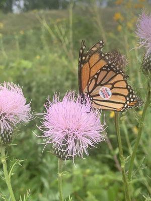 Minnesota Valley National Wildlife Refuge