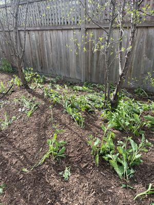 Plants damaged by leaf blowers and mulch piled on top