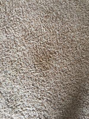 Freshly cleaned carpet