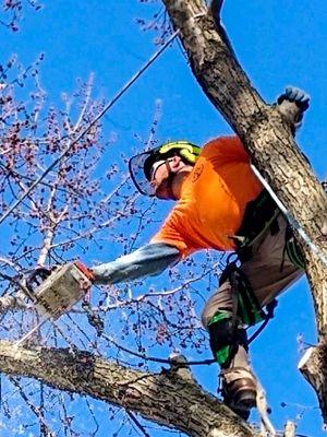 Rigging down limbs over home