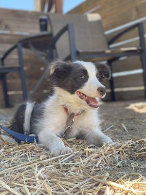 My Border Collie Blu.