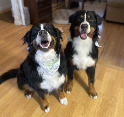 Our Berners, Elsie Bear and Archie Bear