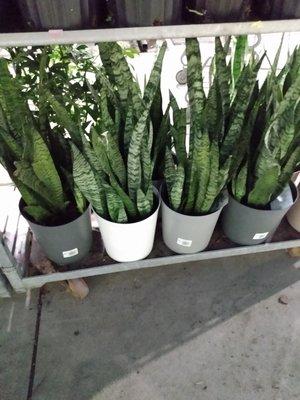 Snake plants