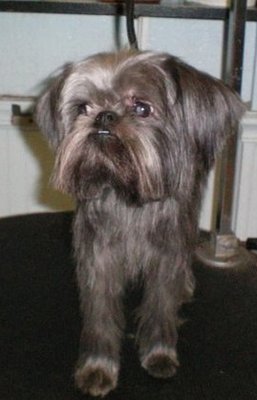 Looking handsome after a spa day with our groomer