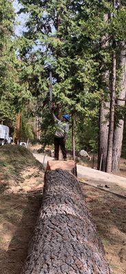 Western Sierra Tree Service