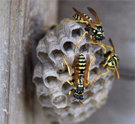 Bee Logic Termite & Pest Control