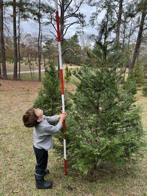 Rex Christmas Tree Farm