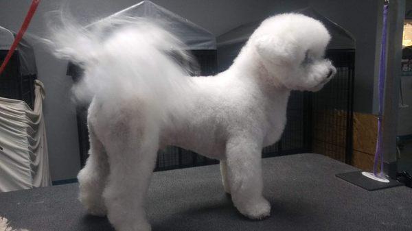 Bichon in a hand scissor modified show style.