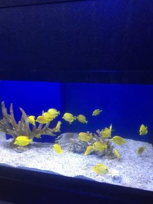 20 tang in 1 tank