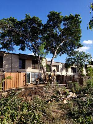 Oahu Tree Trimming