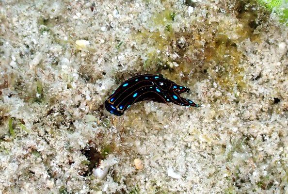 spotted swallowtail slug