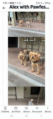 My yorkie crew, Alex did a wonderful job.  Made our vacation less stressful because we didn't worry about the kids.