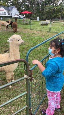 baby alpaca