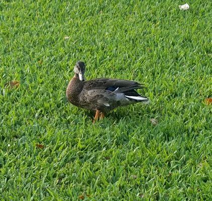 Duck on grass