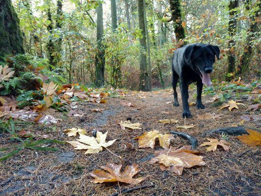 Darrow State Park - Willamette River Greenway