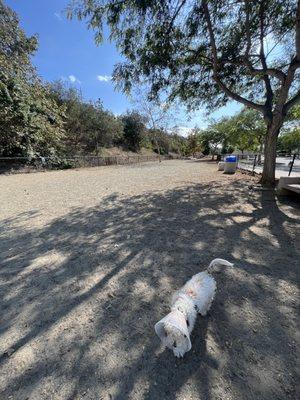 Our puppy at Nobel dog park.