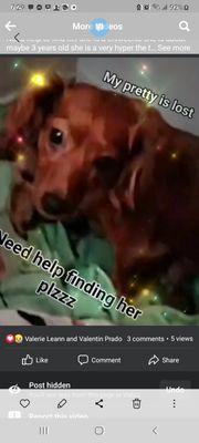 I lost my chiweenie her name is pretty she had just had babies we just moved to francesca st cctx  and wondered off please help me find her