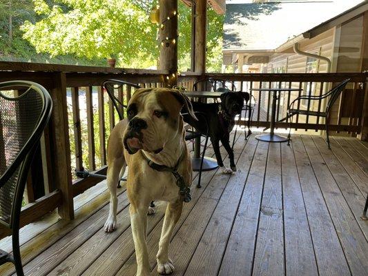 Our dogs sitting on the porch at Timbers