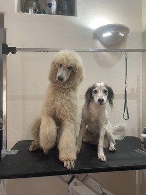 Georgette and Archie after a bath. Comrads.