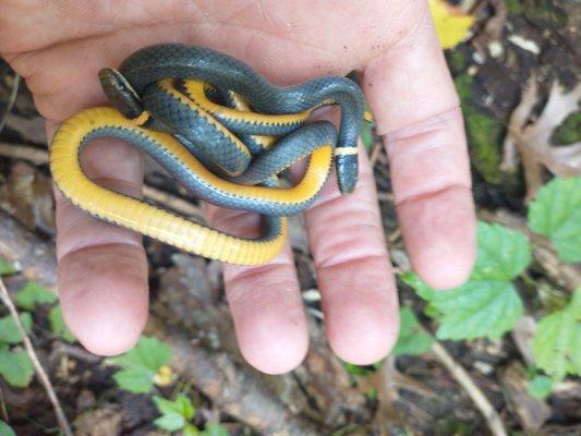 ringneck snakes very common in basements  but black rat snakes the most common