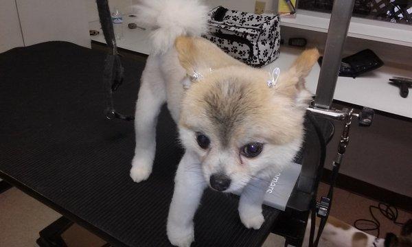 Cute little Pomeranian with a lion cut.  Added cuteness with bows.