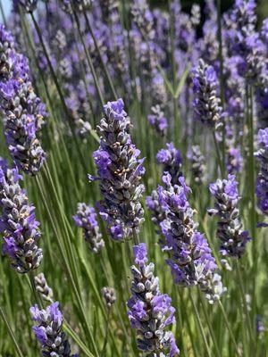 Close up of the field of lavender