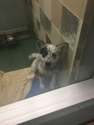 Adorable young dog that PAS would rather torture and/or euthanize than adopt