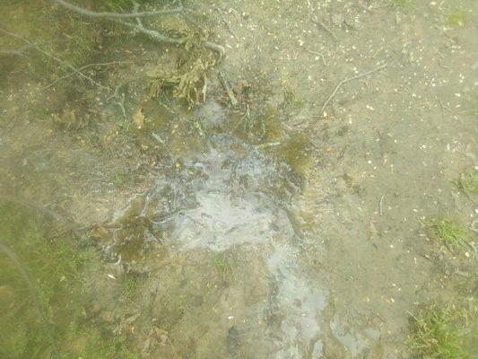 puddle of overflow at septic tank lid