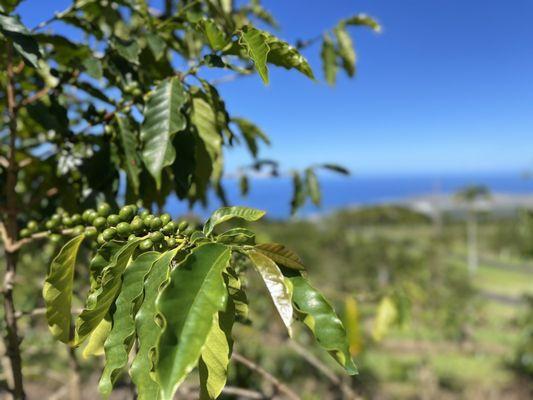 Coffee fruits in April