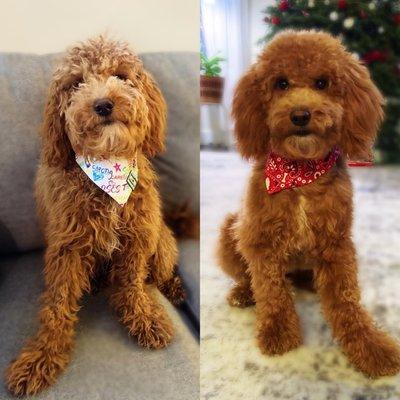 Here's the before and after of our dog, Gibson! He's super smooth and was very spunky for the rest of e day - he loves his haircut!