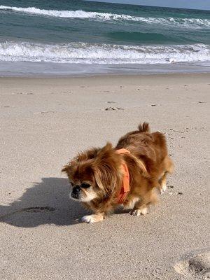 Honey on beach walk