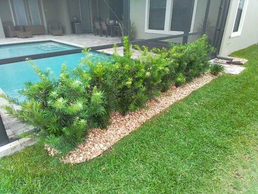 A small modern landscape hedge design with River rock.