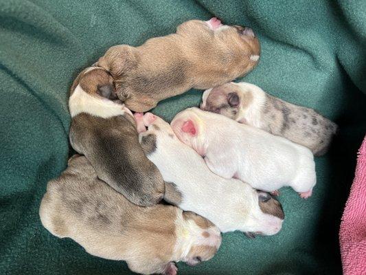 My dog June's 6 beautiful puppies that Dr.McClaine and her staff deliver on 9-01-22