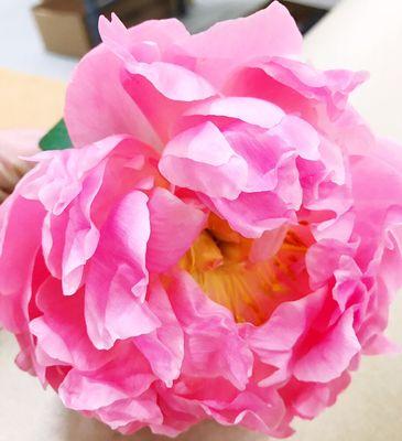 Peonies have arrived!