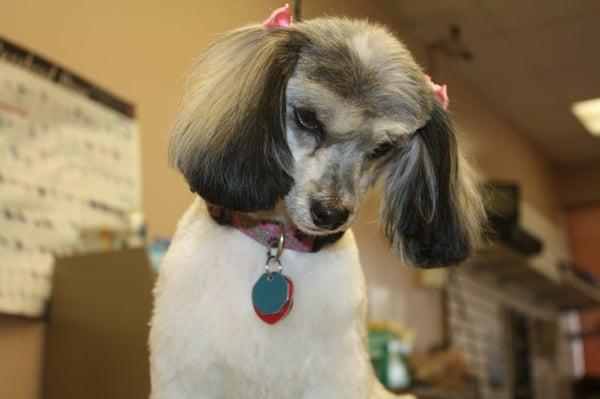 Havanese Grooming