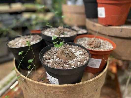 Dioscorea e in terrain