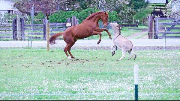 Gary and Mingming at play after their  annual check up.