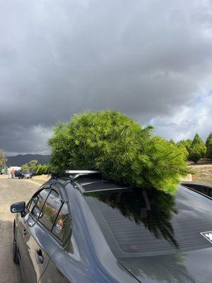 Tree tied to roof! Ready to take home!