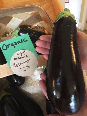 Eggplant