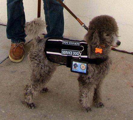 Ms. Savannah  - Trained and Registered Service Dog