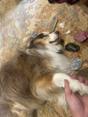 crystal reiki massage for dogs