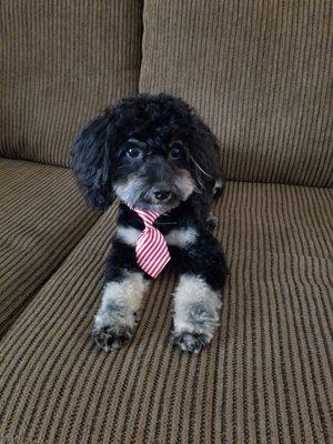 Yogi & his new tie...