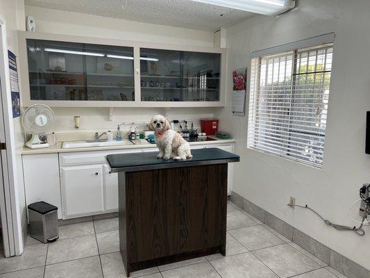 Ponyo modeling one of our exam rooms!