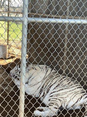 NO way of EXERCISE for these animals in these enclosures