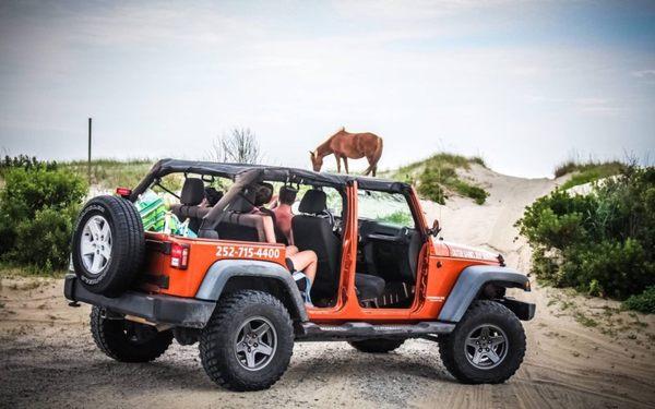 See the wild horses of the Outer Banks