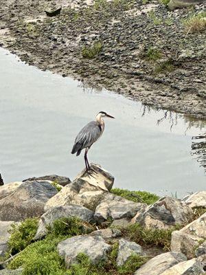 Upper Newport Bay Nature Preserve