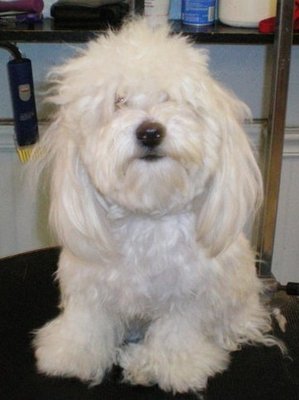 Before picture of one of our adorable grooming patients